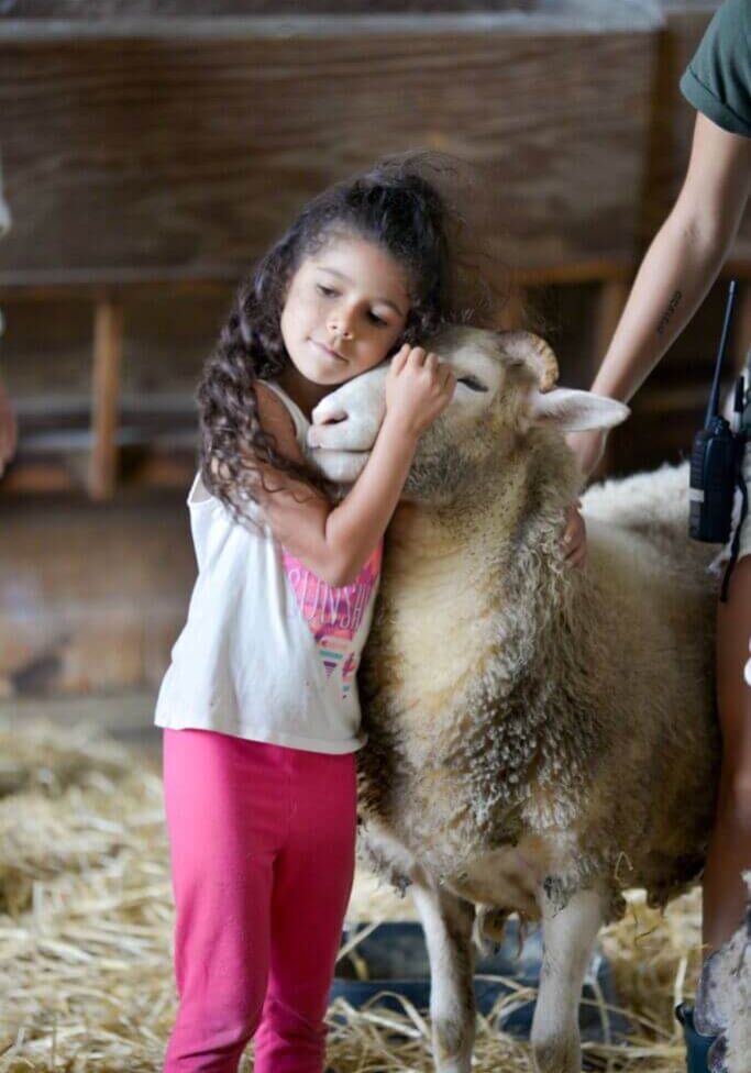 2017_08_19_Ash_sheep_DSC_9622_CREDIT_Farm_Sanctuary resize